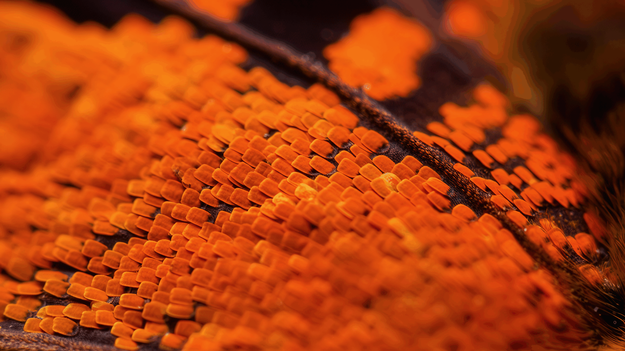 ARJON_Buterfly_Texture